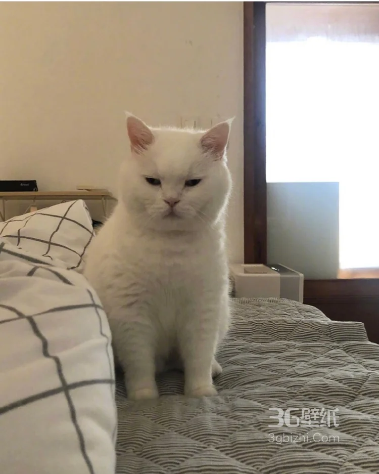 可爱的萌宠猫和狗狗的图片7