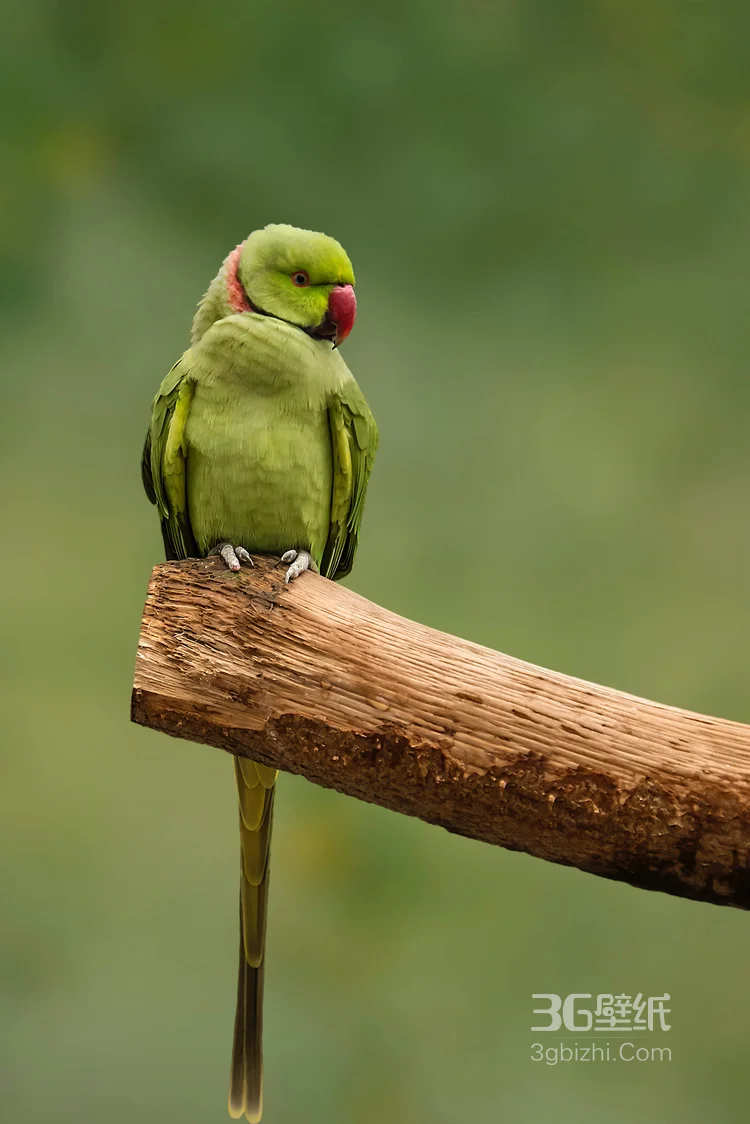 最有灵性的鸟，黄嘴绿毛的鹦鹉图片7
