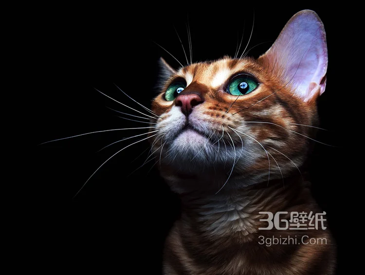 可爱的大眼萌猫高清图片免费下载3