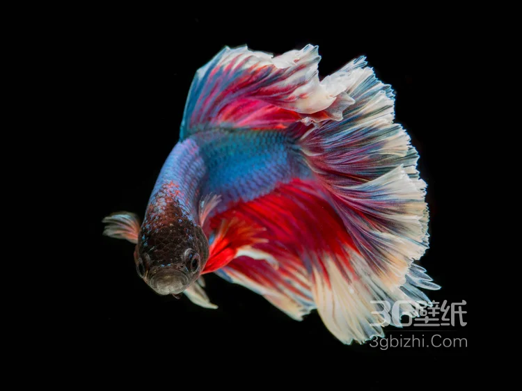 产自泰国的多彩鱼身的“斗鱼”高清图片2