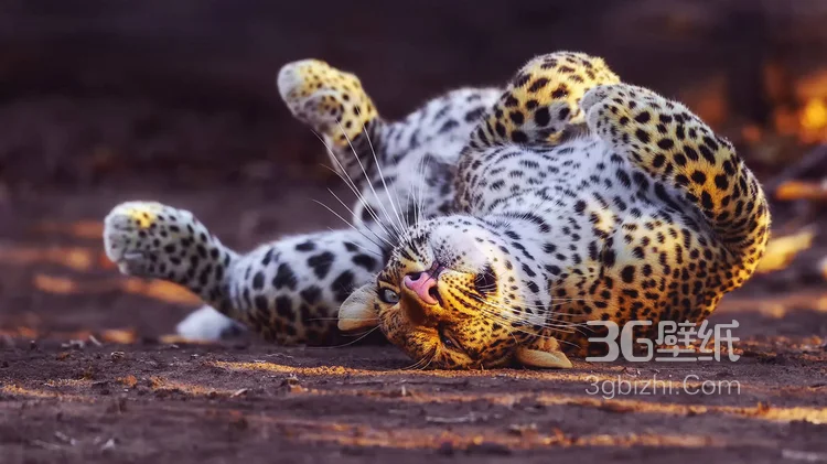 荒野中快如闪电的猎豹图片可做壁纸5