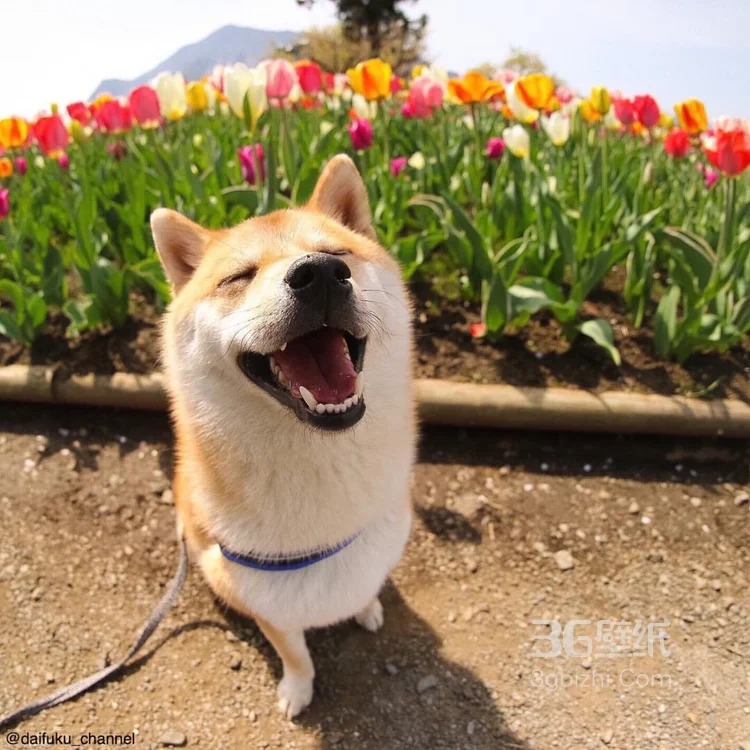 花中最灿烂的狗狗笑容图片高清4