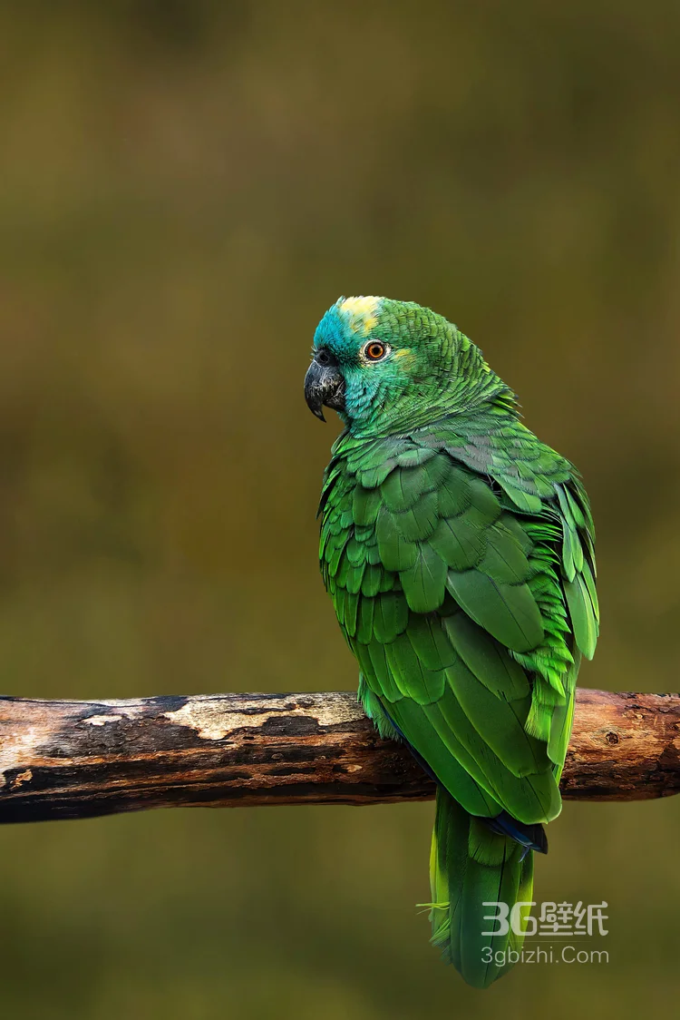 最有灵性的鸟，黄嘴绿毛的鹦鹉图片1