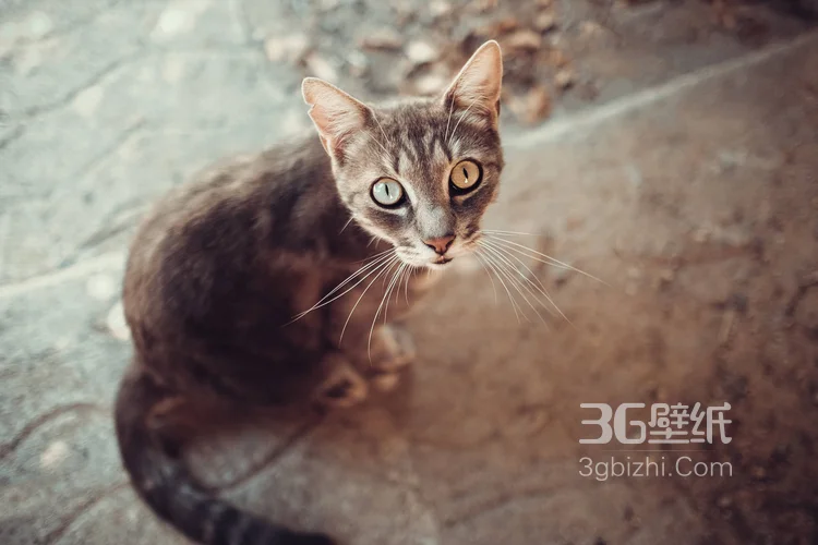 可爱的大眼萌猫高清图片免费下载8