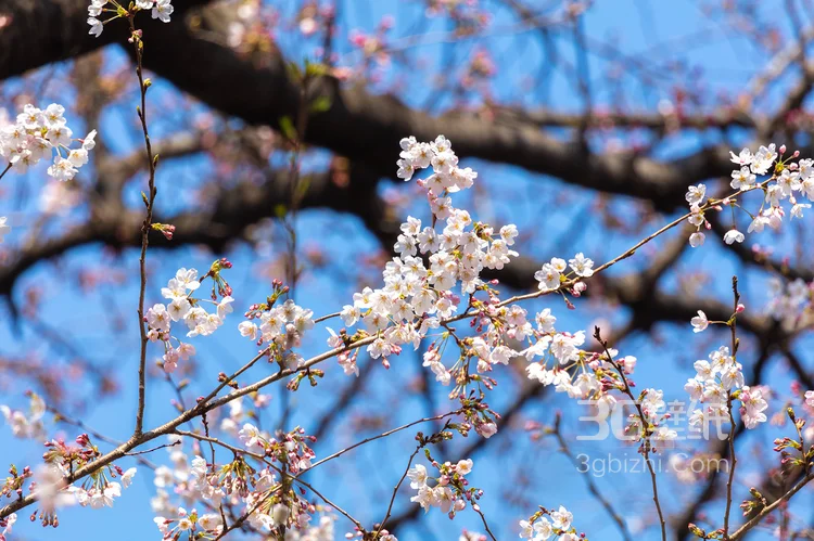 被奉为日本国花的“樱花”写真图片大全1