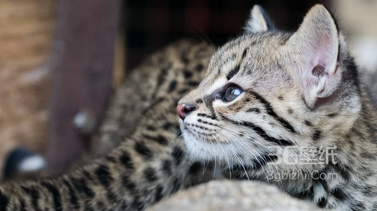 可爱的大眼萌猫高清图片免费下载10