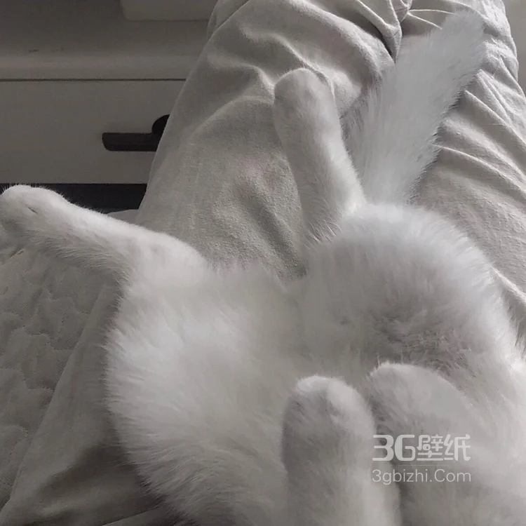 可爱的萌宠猫和狗狗的图片6