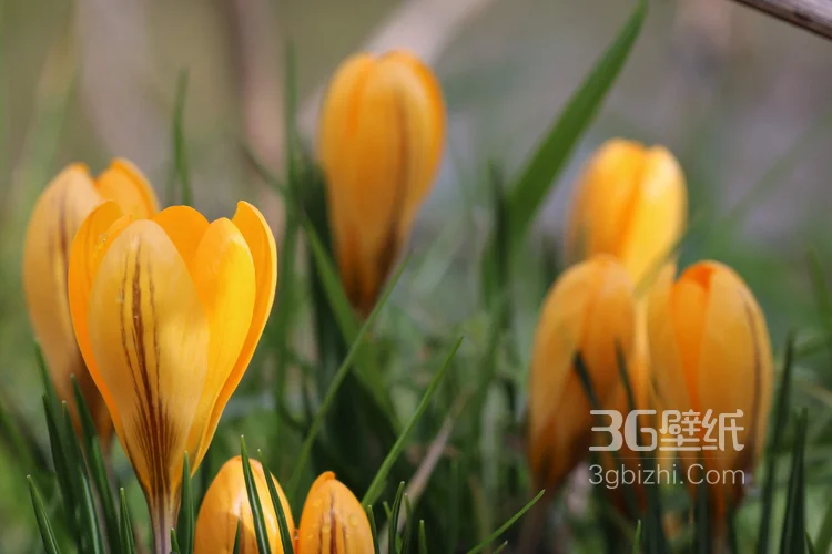 喜欢他就送她一束郁金香吧，美丽的郁金香图片大全！2