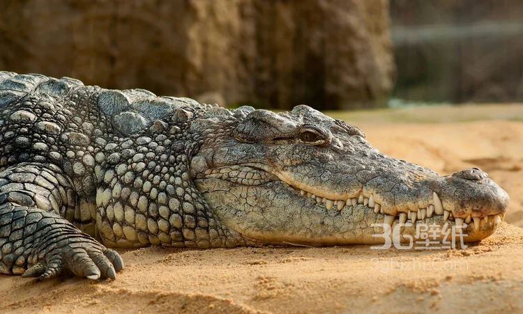 雨林的大佬“鳄鱼”近距离高清图片7