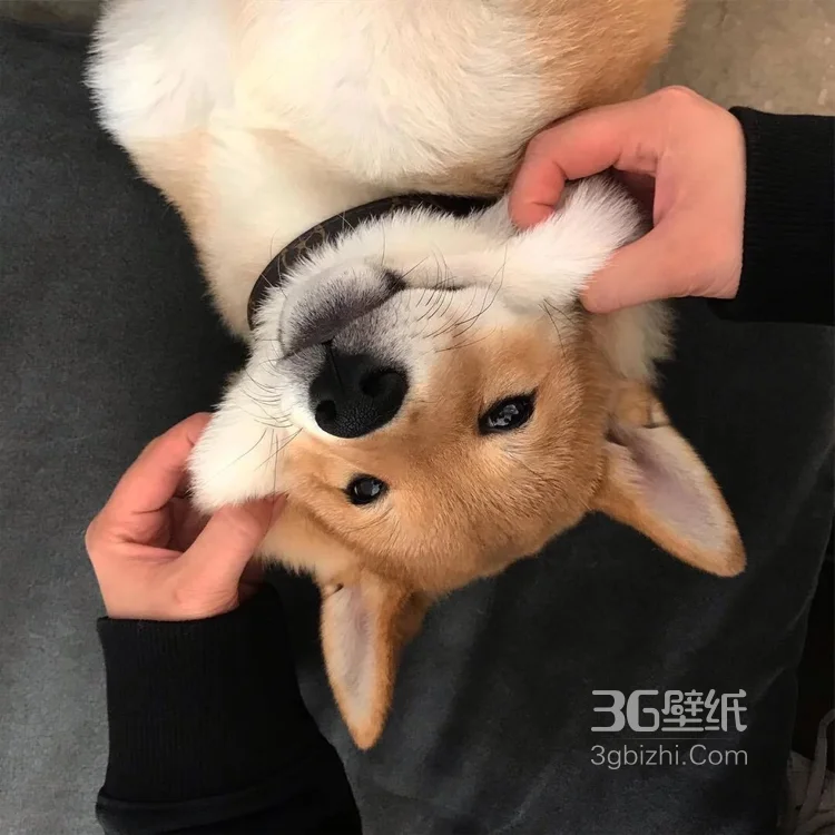 可爱的萌宠猫和狗狗的图片3