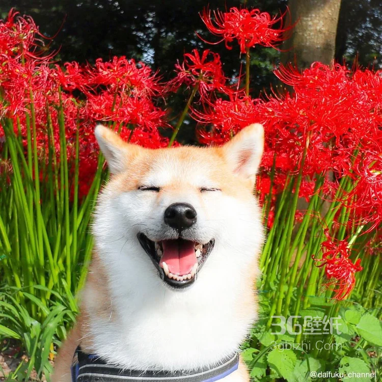 花中最灿烂的狗狗笑容图片高清7