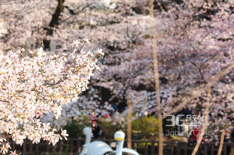 被奉为日本国花的“樱花”写真图片大全5
