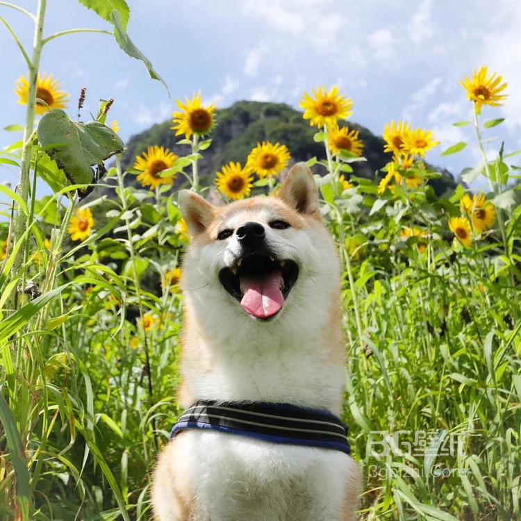 花中最灿烂的狗狗笑容图片高清8