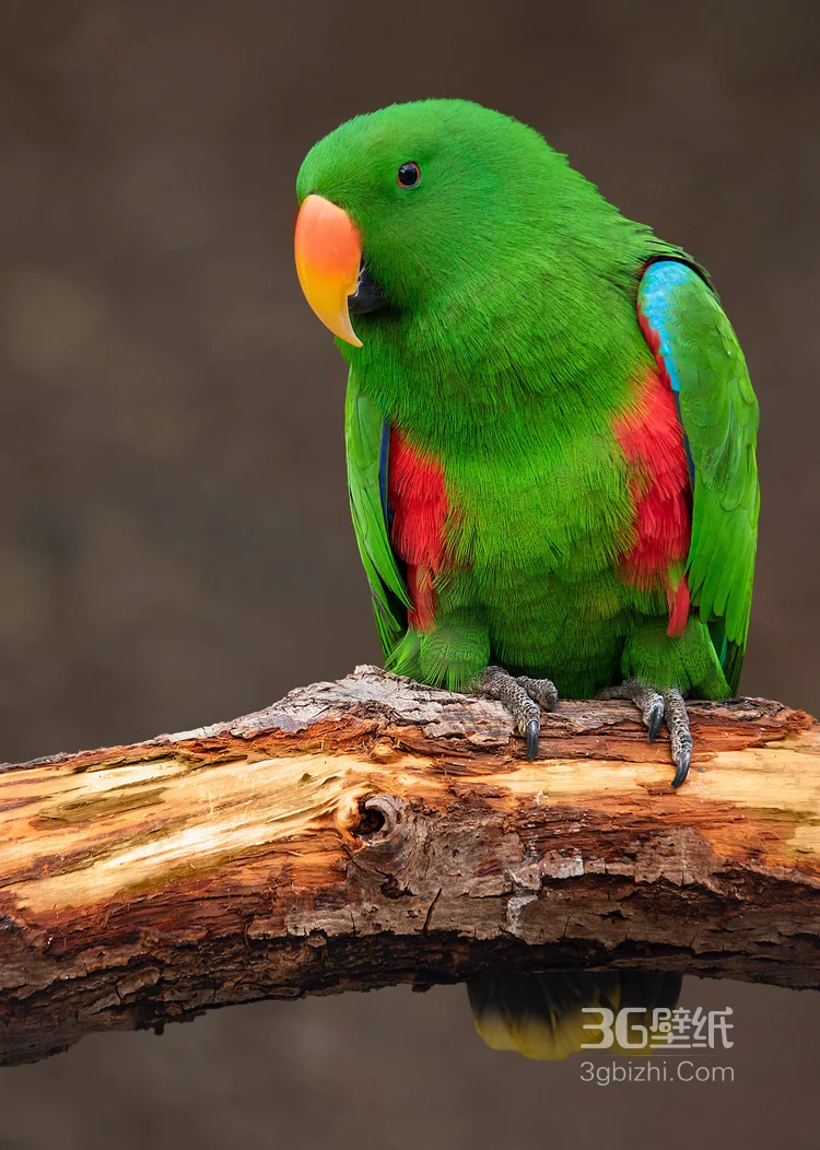 最有灵性的鸟，黄嘴绿毛的鹦鹉图片6