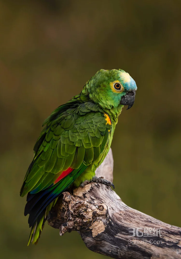 最有灵性的鸟，黄嘴绿毛的鹦鹉图片10
