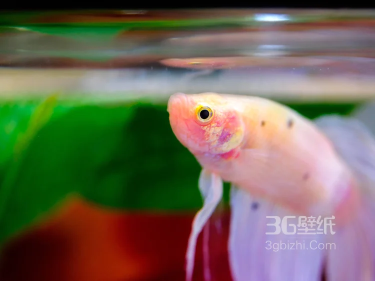 产自泰国的多彩鱼身的“斗鱼”高清图片9