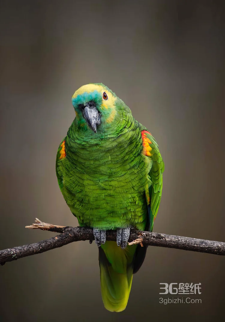 最有灵性的鸟，黄嘴绿毛的鹦鹉图片8
