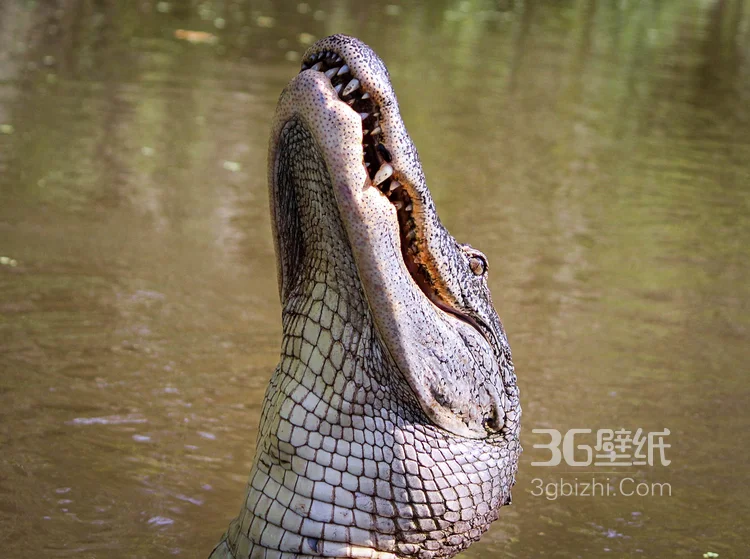 雨林的大佬“鳄鱼”近距离高清图片4