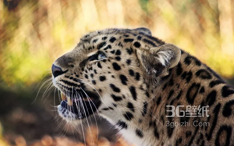 荒野中快如闪电的猎豹图片可做壁纸8