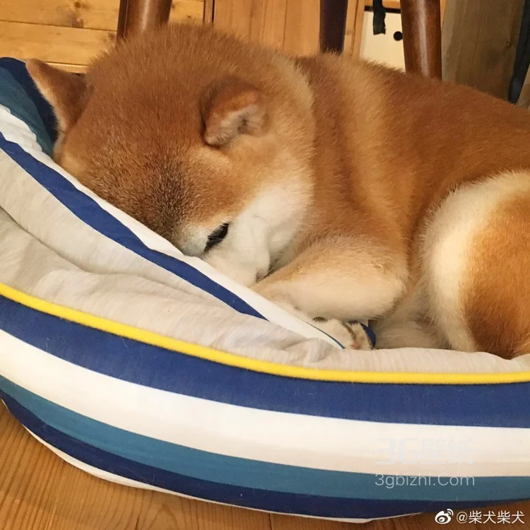 可爱的萌宠猫和狗狗的图片5