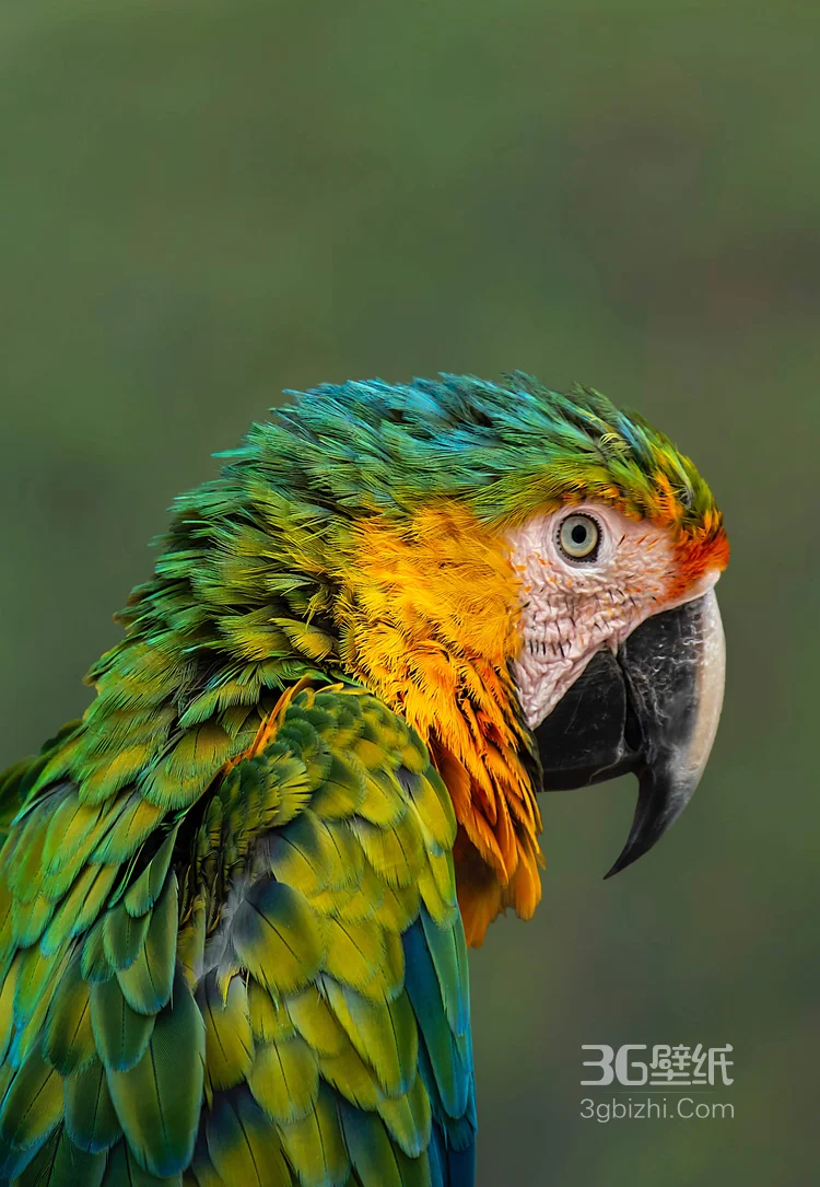 最有灵性的鸟，黄嘴绿毛的鹦鹉图片3
