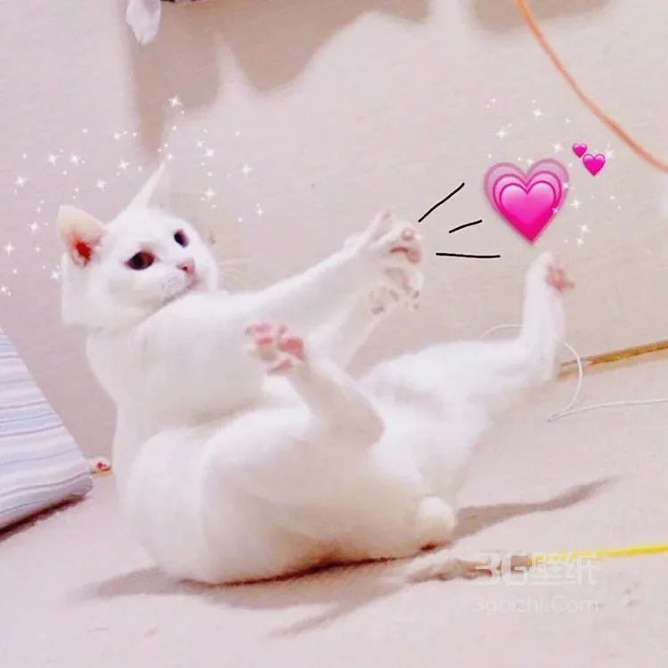 可爱的萌宠猫和狗狗的图片10