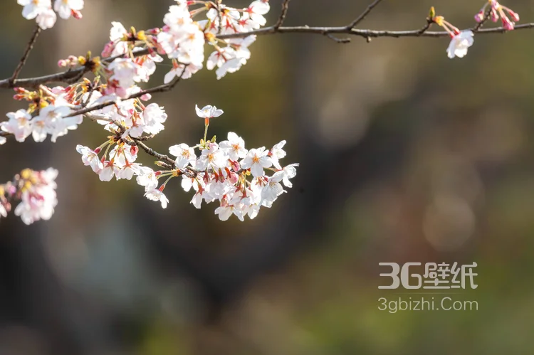 被奉为日本国花的“樱花”写真图片大全4