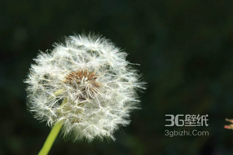 女生看了都想吹一下，他就是“蒲公英”图片5