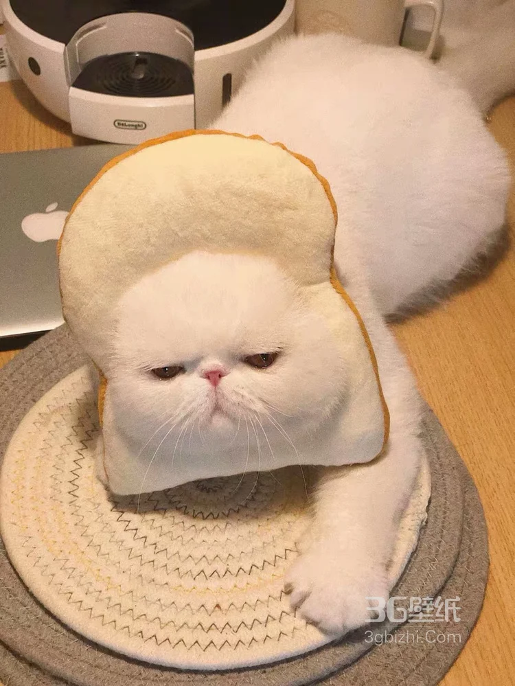 可爱的萌宠猫和狗狗的图片1