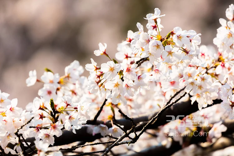 被奉为日本国花的“樱花”写真图片大全10