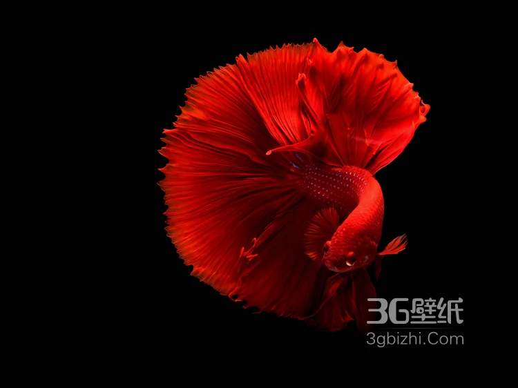 产自泰国的多彩鱼身的“斗鱼”高清图片8