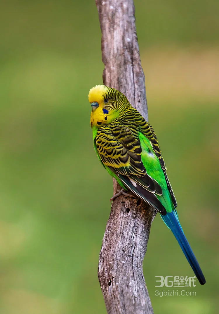 最有灵性的鸟，黄嘴绿毛的鹦鹉图片4