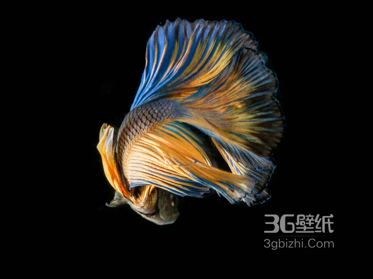 产自泰国的多彩鱼身的“斗鱼”高清图片7