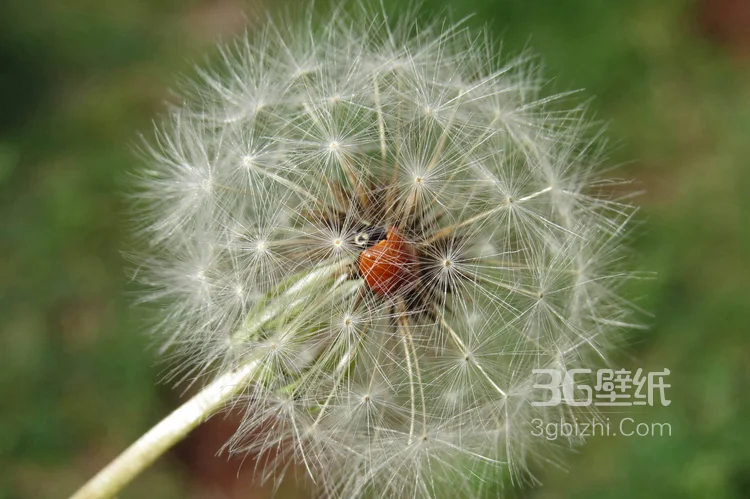 女生看了都想吹一下，他就是“蒲公英”图片8