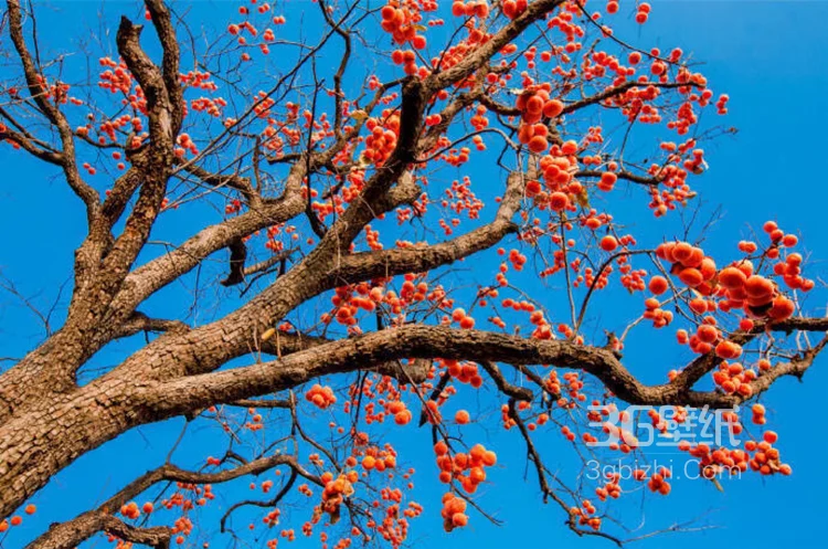 长满果实的柿子树图片大全，很唯美。9
