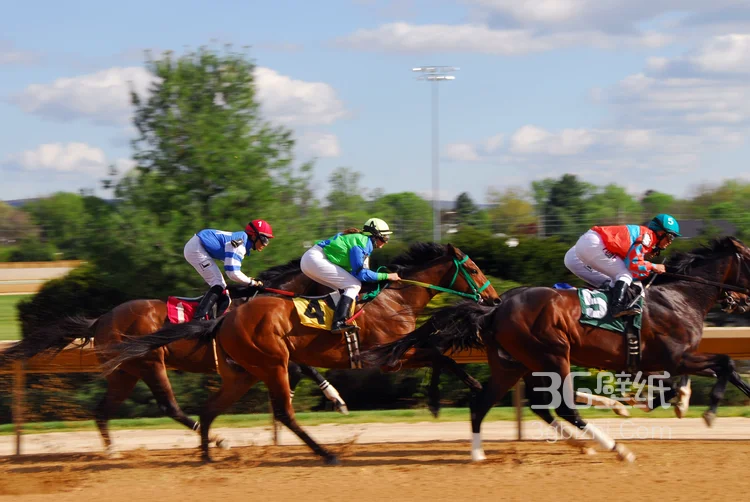 骑马，马术比赛，赛马的高清图片大全7