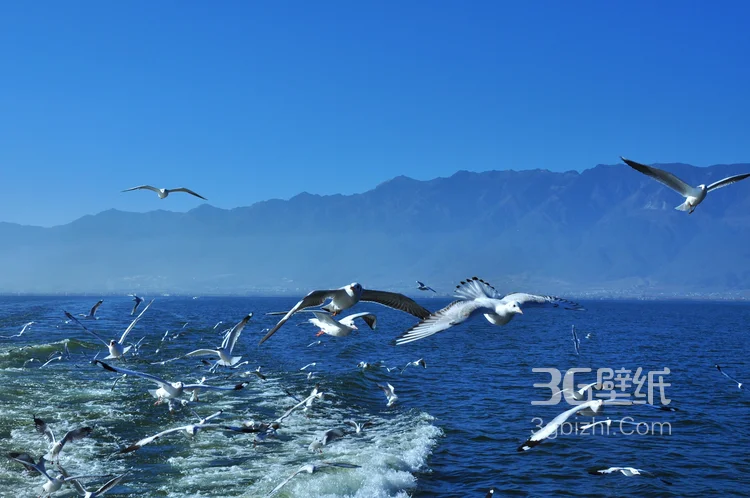 国内热门旅游地大理“洱海”高清图片9