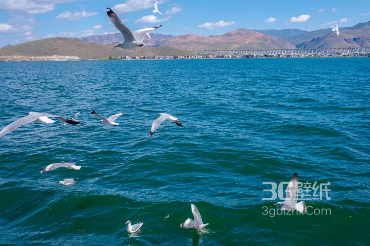 拍摄于云南大理洱海的各个景点风景图片12