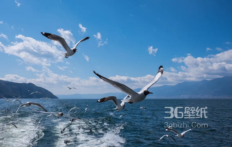 拍摄于云南大理洱海的各个景点风景图片6