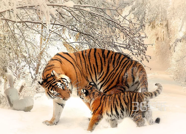 万兽之王“虎”老虎的高清图片3