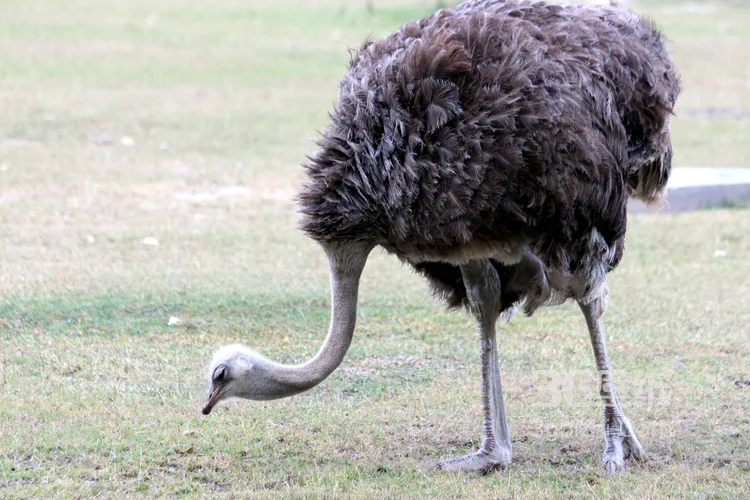 跑步小能手-鸵鸟图片6