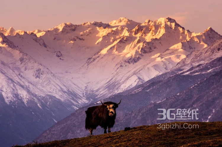 动物界的洗剪吹“牦牛”图片大全2