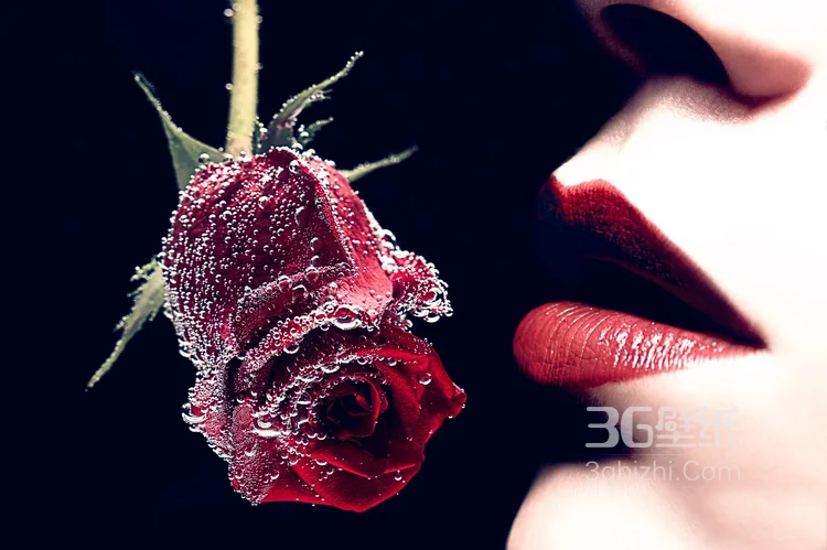 血色玫瑰，情人专属，示爱花卉“玫瑰花”图片5