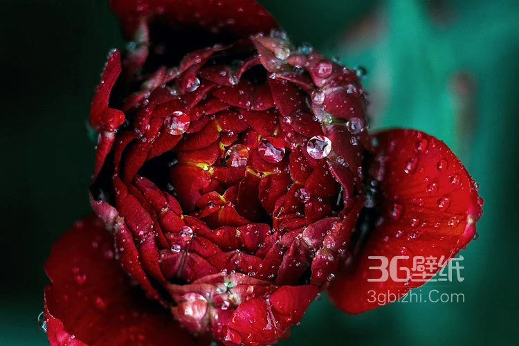 血色玫瑰，情人专属，示爱花卉“玫瑰花”图片1