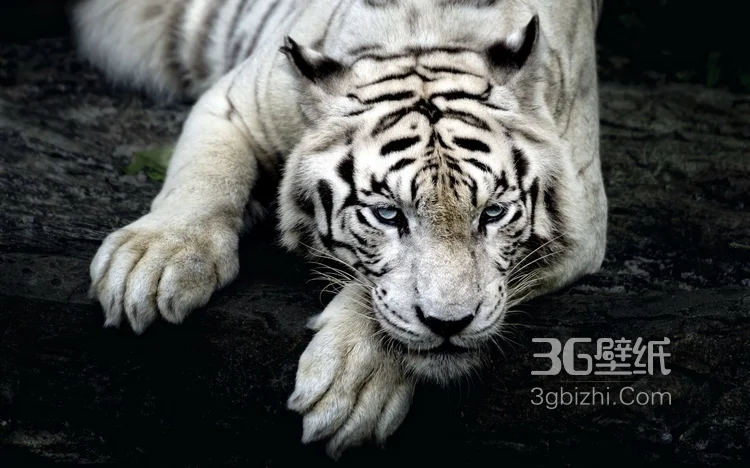 虎中贵族“白虎”图片大全15