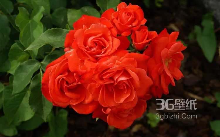 艳丽的红色玫瑰花植物花卉图片2