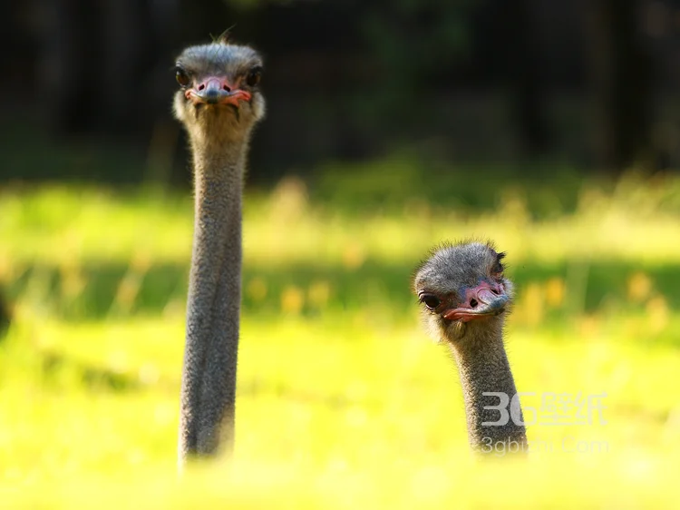 跑步小能手-鸵鸟图片2