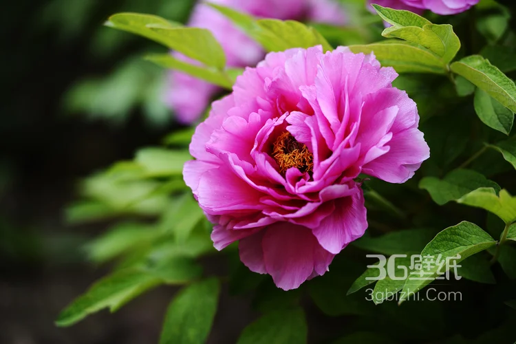 盛开的国花“牡丹花”高清植物图片6