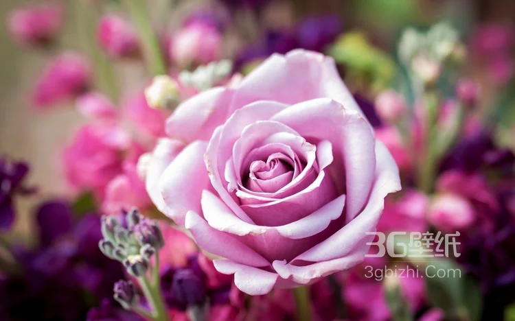 品种和色彩比较罕见的玫瑰花图片3