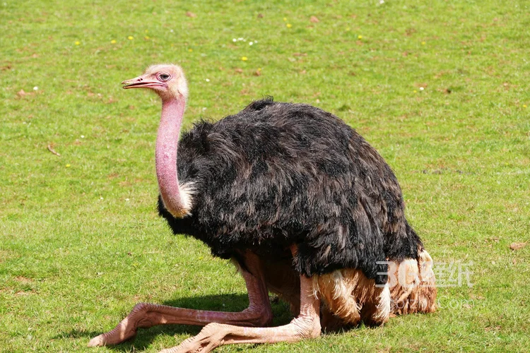 跑步小能手-鸵鸟图片10